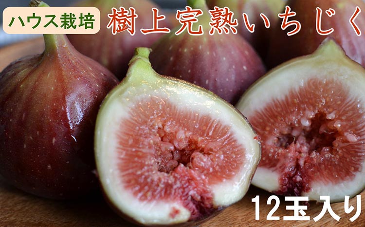 【ハウス栽培】和歌山県産樹上完熟いちじく12玉入り ※2025年8月上旬～10月上旬頃に順次発送予定 ※北海道・沖縄・離島への配送不可