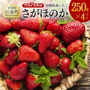 【ふるさと納税】令和7年発送　宮崎県産いちご「さがほのか」250g×4パック - 苺 イチゴ さがほのか 果物 くだもの フルーツ 先行予約 数量限定 宮崎県 川南町 送料無料 D03805