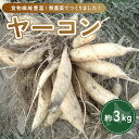 【ふるさと納税】 ヤーコン 3kg 【 ふるさと納税 人気 おすすめ ランキング 野菜 ヤーコン 無農薬 北海道 置戸町 送料無料 】 OTE001