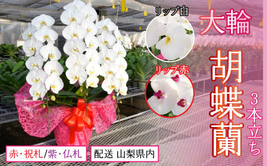 胡蝶蘭大輪3本立ち【配送 山梨県内】【リップ 赤】【ラッピング 紫・仏札】 234-001-04