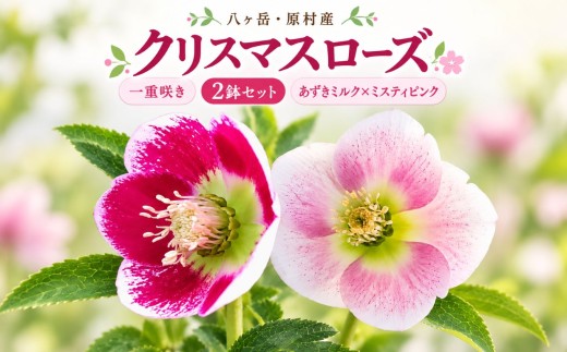 八ヶ岳・原村産　クリスマスローズ（一重咲き）2鉢セット 【あずきミルク×ミスティピンク】 | クリスマスローズ 花苗 鉢植え 鉢花 信州 八ヶ岳 長野県 諏訪郡 原村
