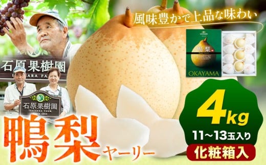 【先行予約】梨 なし 鴨梨 ヤーリー 梨 化粧箱入 4kg (11～13玉入り) 石原果樹園 《2026年11月中旬-12月下旬頃出荷》岡山県 浅口市 果物 フルーツ お取り寄せ お取り寄せフルーツ 送料無料