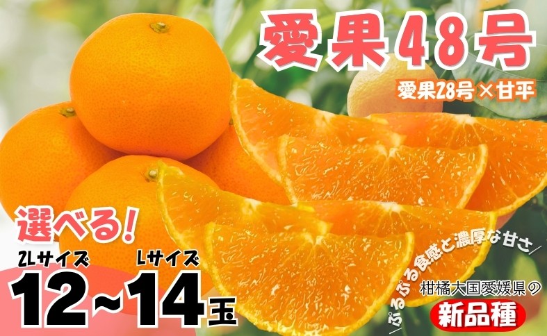 
                  【2027年先行予約】みかん 愛果48号 【サイズが選べる】 L～2Lサイズ 贈答用 【2027年3月中旬より順次発送予定】 紅プリンセスと同一品種 農園直送 愛媛 数量限定 愛媛県産 人気 柑橘 伊予市
                