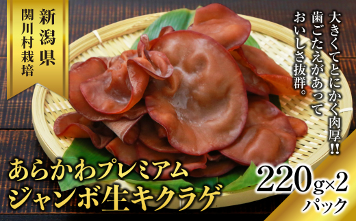 あらかわプレミアムジャンボ生キクラゲ220g×2パック [贈呈用]【配送不可地域：離島】【1442523】