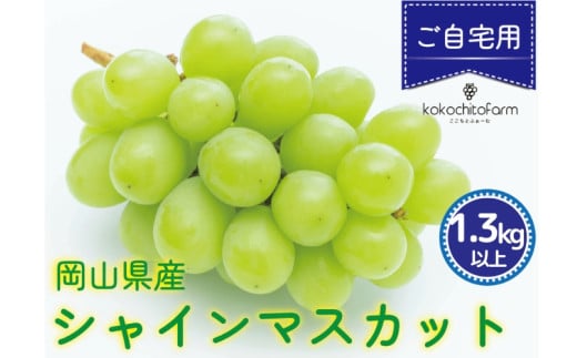 koko-02　ここちとふぁーむ　【ご自宅用】　岡山県産　シャインマスカット　2～3房　1.3kg以上