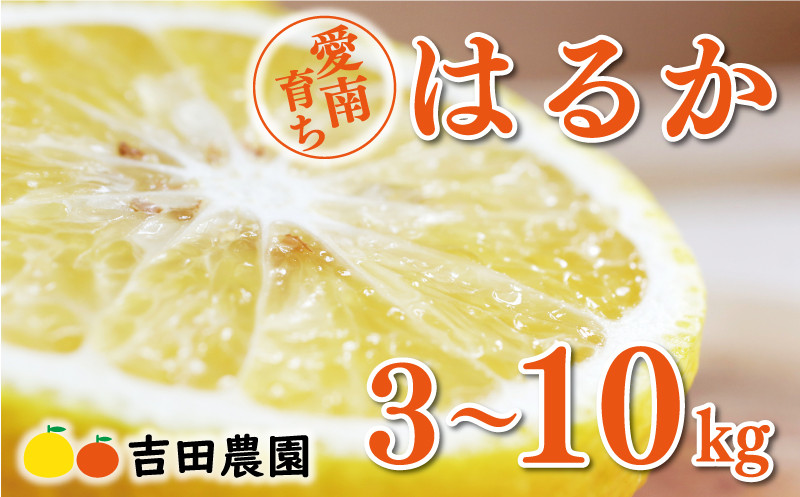 
                  【先行予約】 選べる 内容量 3kg ～ 10kg はるか 3kg 5kg 10kg 7000円 10000円 18000円 みかん 国産 産地直送 農家直送 期間限定 数量限定 特産品 人気 限定 甘い フルーツ 果物 果実 柑橘 蜜柑 糖度 果樹園 おいしい 愛媛 みかん ブランド オレンジ 大小 サイズ ミックス ゼリー ジュース ハニーレモン 風味 吉田農園 愛南町 愛媛県
                
