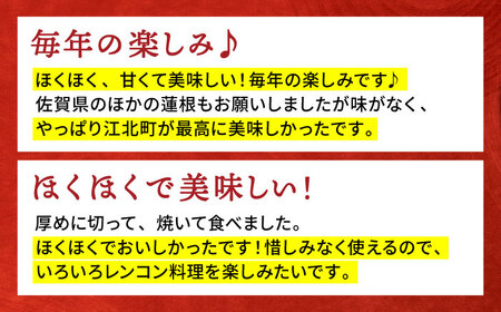 【全3回定期便】地元江北町産 泥付き蓮根 3kg【百武青果】レンコン[HAE012]