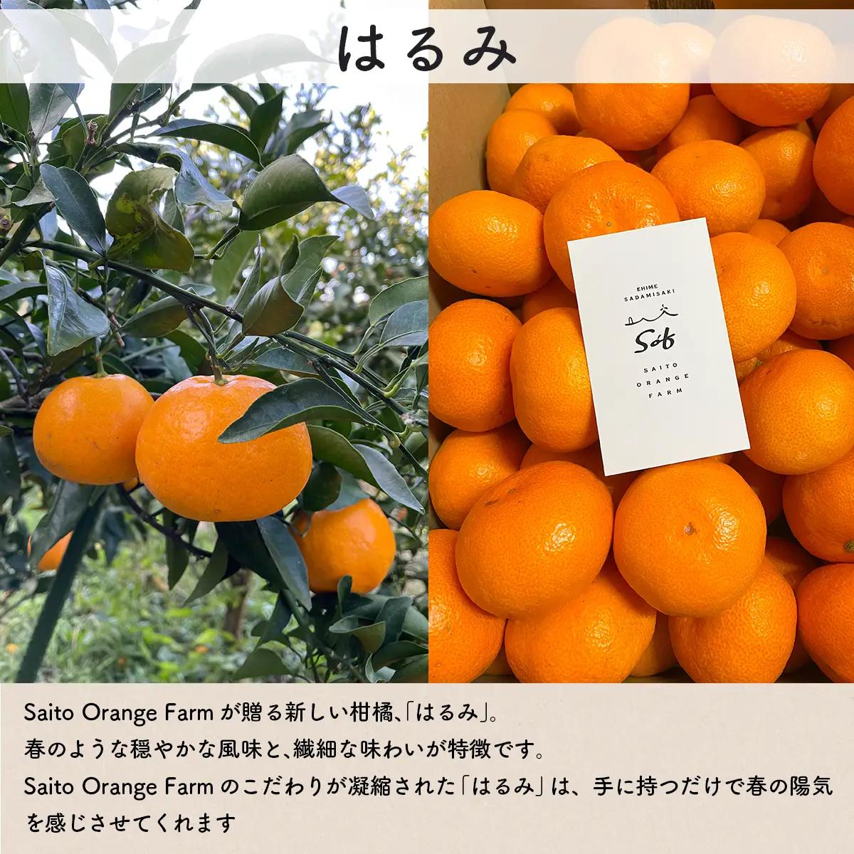【先行予約】Saito Orange Farmのはるみ5kg（2027年2月上旬頃より順次発送予定） IKTAQ016