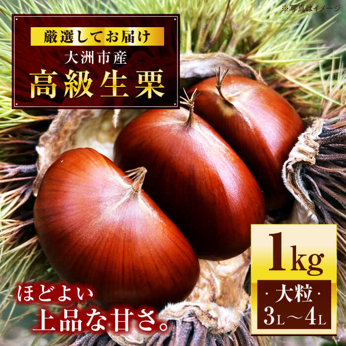 【ふるさと納税】【先行予約】【9月中旬から順次発送】高級 生栗（ 1kg ） | 人気 おすすめ ランキング おいしい 甘い 栗 クリ くり くだもの 果物 フルーツ ふるーつ お取り寄せ 大洲市/あじさい農園[AGAE007] 10000 10000円 以上