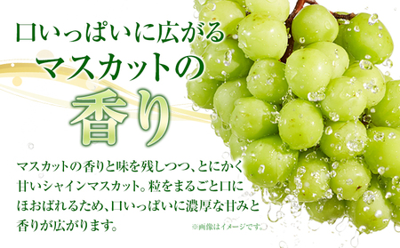 【先行予約】岡山県産 シャインマスカット  約500g ( 1房 )  クール便 晴れの国 おかやま館(フルーツランド岡山) 《2024年8月下旬-10月中旬頃発送予定》岡山県 浅口市【配送不可地域あ