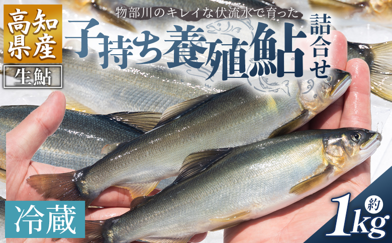 【先行受付】鮎 子持ち鮎 冷蔵 1kg 物部川のキレイな伏流水で育った 養殖鮎 詰合せ カネミツ養鮎 kt-0005