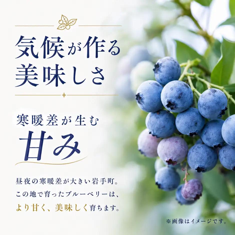 ブルーベリー 冷凍 訳あり 1kg フルーツ ベリー 果物 先行予約 2027年発送