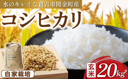 コシヒカリ 玄米 20kg 令和7年産 新米