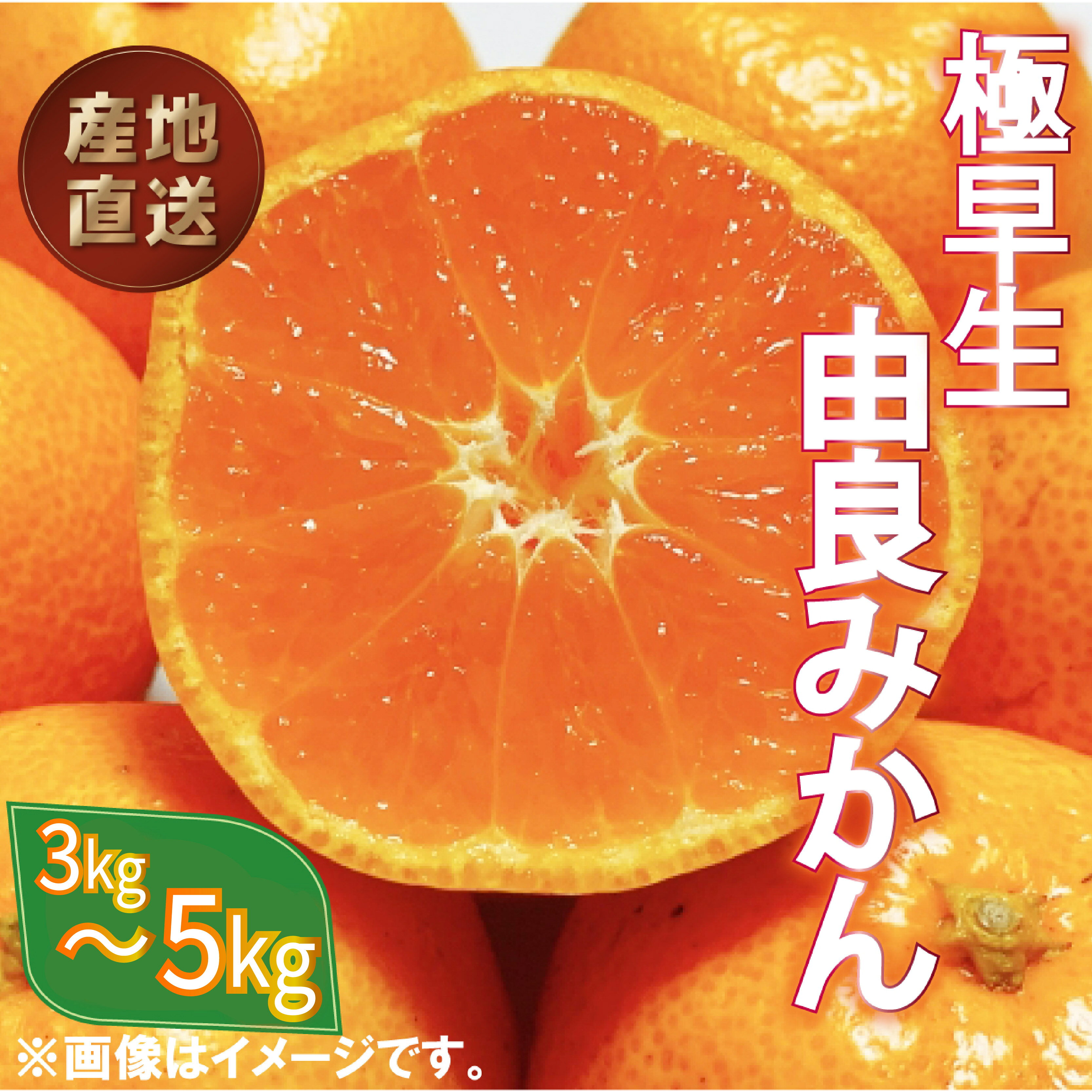 【ふるさと納税】 極早生 由良 みかん 約 3kg～5kg 産地直送 柑橘 訳あり フルーツ 果物 蜜柑 オレンジ ミカン ゆらみかん ご家庭用 特産品 mikan 国産 みかん 農園 旬 美味しい 季節 沼津市 静岡県
