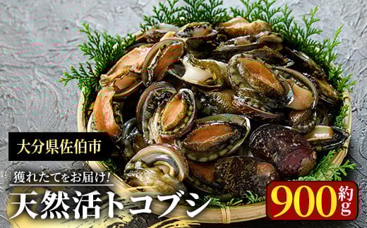 天然 トコブシ (約900g) 鮮魚 魚介 貝 トコブシ とこぶし 酒蒸し 網焼き バター焼き バーベキュー 獲れたて 冷蔵 海の直売所 大分県 佐伯市【AS82】【海べ (株)】
