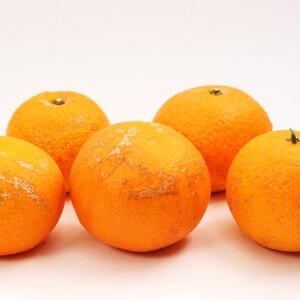 家庭用 清見2.5kg+250g(傷み補償分)【樹上完熟きよみオレンジ・清見タンゴール】【訳あり】【配送不可地域：離島・北海道・沖縄県】【1176693】