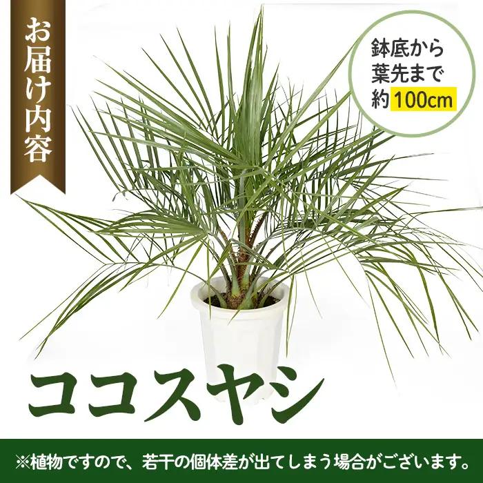 観葉植物 ココスヤシ 鉢底より高さ約100cm 観葉植物 【kurk PLANT LEATHER】 i906