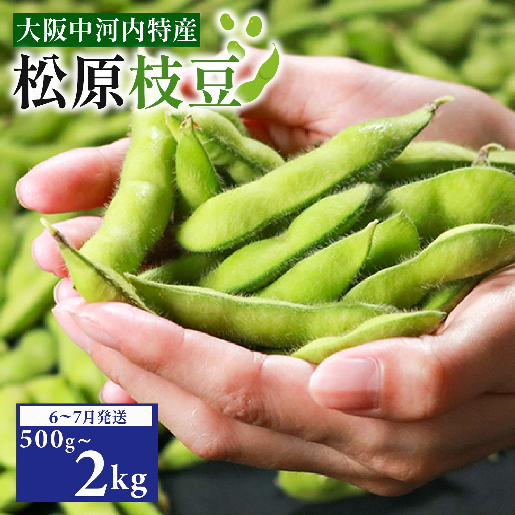 
                  【先行予約】【濃厚な甘み】有機肥料 枝豆 大粒 選べる 500g～2kg ぷっくりホクホク食感！ えだまめ 夏野菜 旬 産地直送 冷蔵 お中元 上田ファーム 大阪府 松原市
                