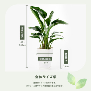 【観葉植物】オーガスタ 80cm～100cm Green Base IB003-014 観葉植物