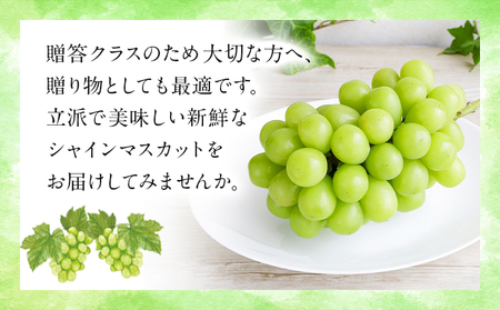 シャインマスカット マスカット 贈答クラス 1房 (700g以上) 【配送不可地域あり】 OEC KINGDOMぶどう家 《8月下旬-10月中旬頃出荷》岡山県 浅口市 ぶどう 果物