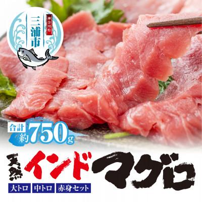 ふるさと納税 三浦市 三崎マグロ　鈴木水産　天然インドマグロ(大トロ・中トロ・赤身)セット