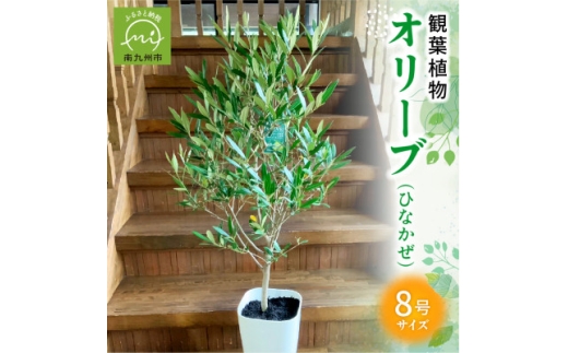 観葉植物 オリーブ(ひなかぜ)1鉢【1768457】