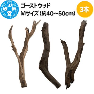 ふるさと納税 邑楽町 ゴーストウッド Mサイズ(約40〜50cm)3本|09_chm-240301