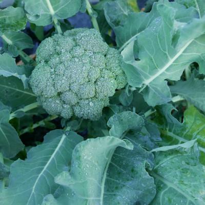 ふるさと納税 養父市 【発送月固定定期便】【月一定期便 6〜12月】但馬の旬をお届け!採れたて野菜セット計7回全7回 |  | 02