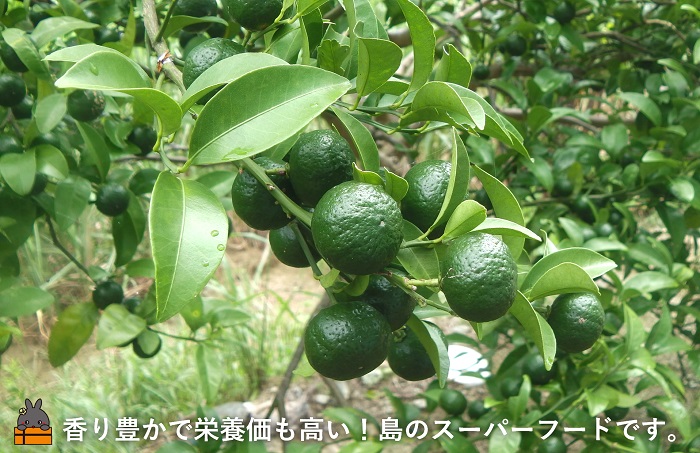 《今が旬！》世界自然遺産の島の貴重な野生みかん 生シークニン（3㎏） ( ヤマシークニン シークニン みかん 柑橘 香り スーパーフード 料理 酒 焼酎 スイーツ 香りづけ 調味料 果汁 徳之島 奄美