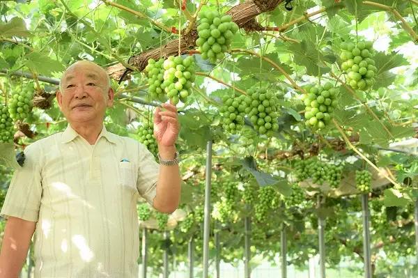 シャインマスカット 【2026年発送】 １房 大粒 秀品 岡山県産 ハウス栽培 産地直送