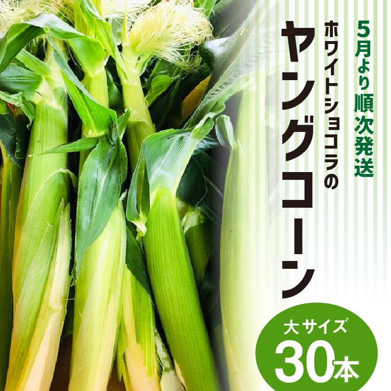 【2026年5月より順次発送】ホワイトショコラのヤングコーン 大サイズ30本_ヤングコーン 大サイズ 30本 ホワイトショコラ 新鮮 皮付き 朝採れ 農家直送 甘み ひげ 薄皮 食べられる 美味しい オーブン トースター おつまみ サラダ バター醤油 冷蔵 コーン とうもろこし 野菜 お取り寄せ お取り寄せグルメ 福岡県 久留米市 送料無料_Gv038