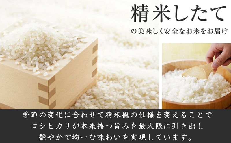 特別栽培米新潟産コシヒカリ5kg 米 お米 こめ コメ ごはん 新潟 白米 コシヒカリ ブランド米 銘柄米 お取り寄せ 産地直送