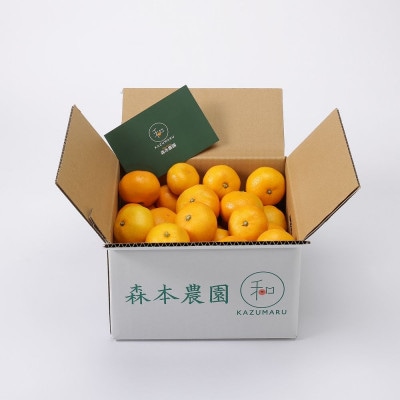 【2025年11月より順次発送】森本農園のみかん　家庭用　1.5kg【1545278】
