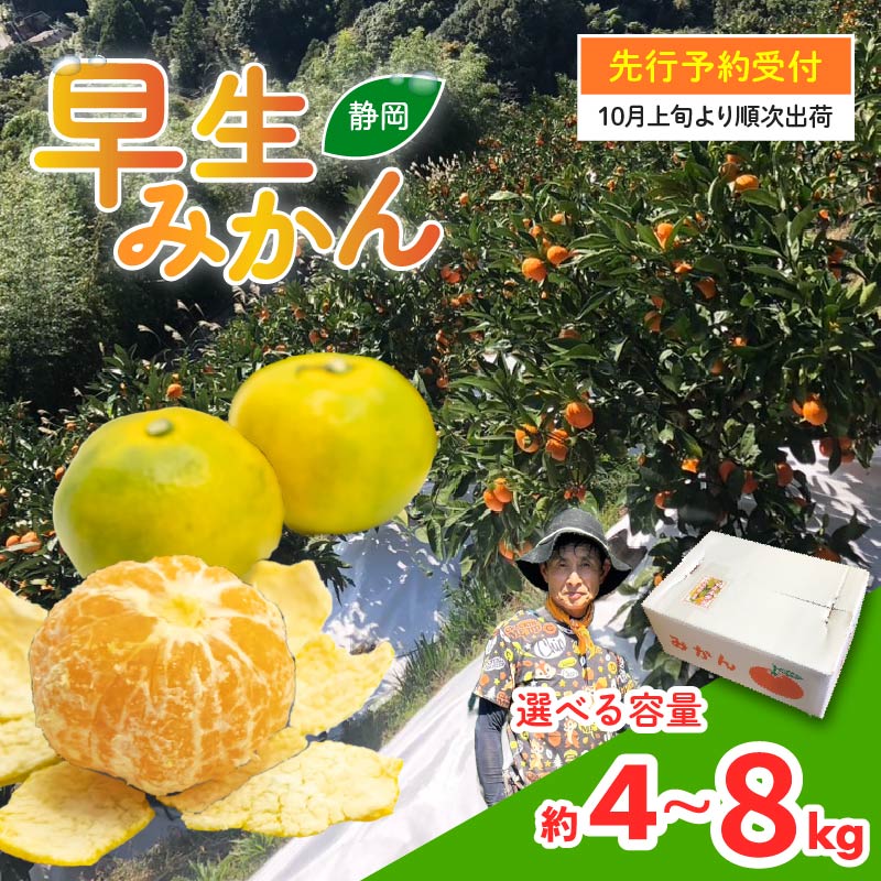 【ふるさと納税】 先行予約 2025年10月上旬発送 選べる容量 早生みかん 4kg - 8kg 静岡県産 果物 フルーツ 柑橘 蜜柑 ミカン ビタミン 国産 季節 旬 甘い 贈り物 ギフト 家族 おやつ 健康 美容 栄養 秋 収穫 特産品 産地直送 藤枝市 静岡県