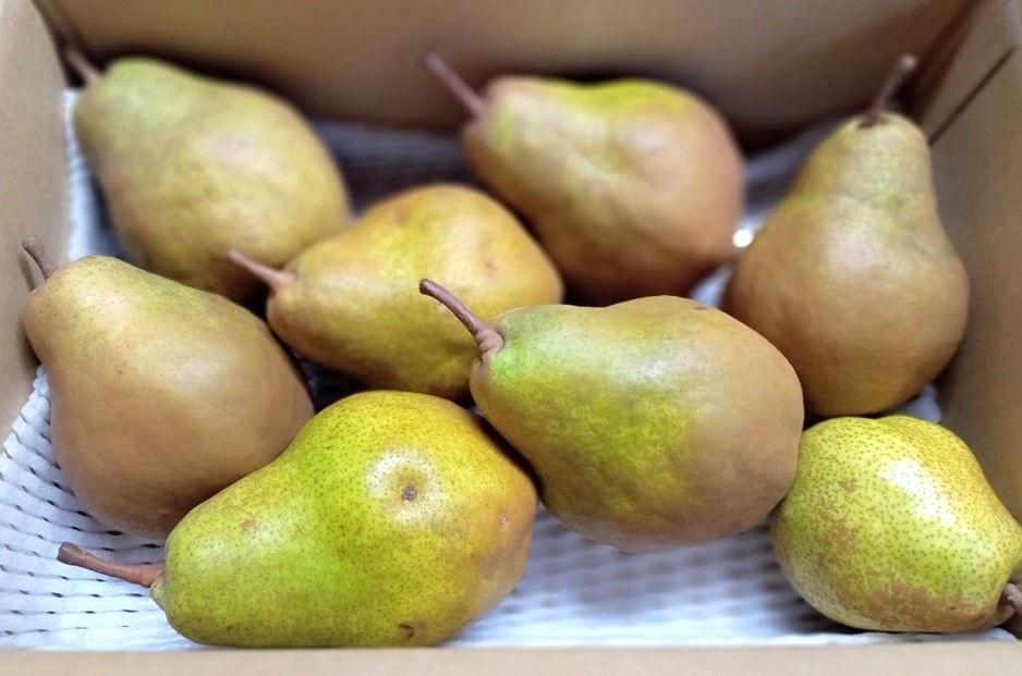 
                  西洋梨（シルバーベル）３.５ｋｇ　ご家庭用　0142-2617
                