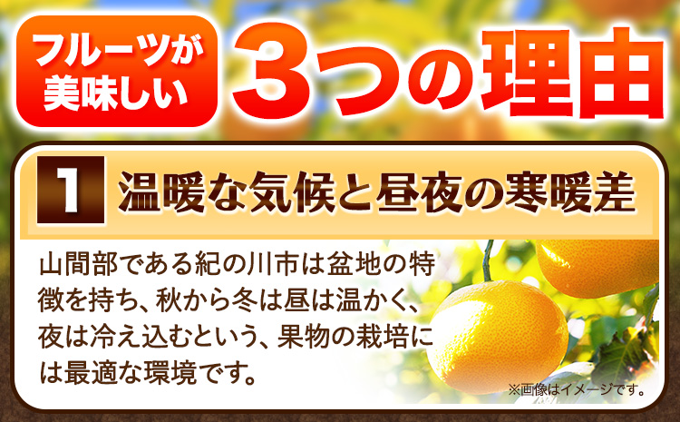 訳あり サイズ不選別 早生･晩生指定不可 はっさく 約9kg (4L~Sサイズ)《2024年2月上旬-4月中旬頃出荷》和歌山県 紀の川市 産地直送 みかん 八朔 柑橘 果物 フルーツ ご家庭用 ビタミ