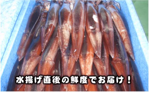 【のし付き】お歳暮に 朝どれ寒シマメ（スルメイカ）丸ごと5本 冷凍 刺身 ＜便利な個包装＞