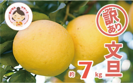 【先行予約：2027年2月中旬～発送】 訳あり 文旦 7kg （Mサイズ以上 サイズミックス） 7000円 ぶんたん みかん家庭用 産地直送 国産 農家直送 減農薬 糖度 期間限定 数量限定 特産品 果実 果肉 フルーツ 果物 柑橘 先行 事前 予約 受付 サイズ ミックス あいなんマザーズ 愛南町 愛媛県