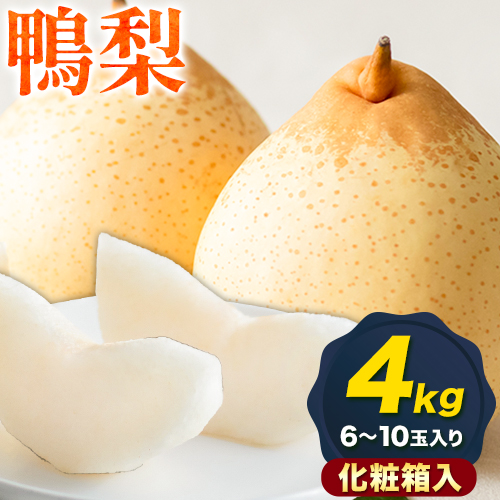 【先行予約】梨 なし 鴨梨 ヤーリー 梨 化粧箱入 4kg（6～10玉入り） 石原果樹園 《2026年11月中旬-12月下旬頃より発送予定》岡山県 浅口市 果物 フルーツ お取り寄せ お取り寄せフルーツ 送料無料