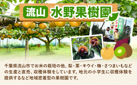 収穫体験 チケット さつまいも掘り 約1kgお持ち帰り 有限会社水野果樹園《90日以内に出荷予定(土日祝除く)》千葉県 流山市 収穫 体験 サツマイモ 体験 野菜
