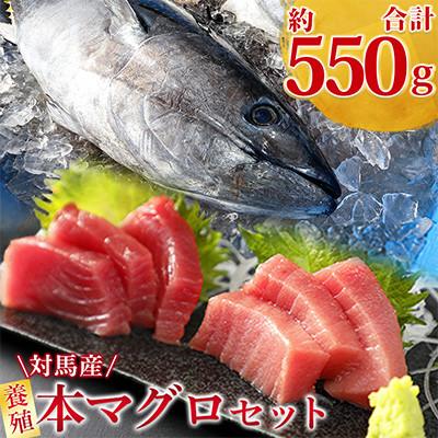 ふるさと納税 対馬市 【対馬産】養殖本マグロセット　B