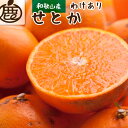 【ふるさと納税】 家庭用 せとか 1kg 2.5kg 5kg 5000円 10000円 17000円【わけあり 訳あり】柑橘 晩柑 光センサー選果・食べ頃出荷 ※2月上旬〜4月上旬頃に順次発送予定 ※北海道・沖縄・離島への配送不可 / ミカン 蜜柑 柑橘 果物 フルーツ 国産 和歌山県 //dekopon