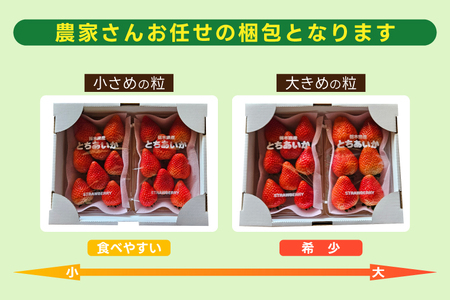 鈴木農園のいちご とちあいか 約300g以上×2パック｜栃木県 益子町 ふるさと納税 大きい いちご イチゴ 苺 果物 フルーツ とちあいか 人気 600g以上 3Lサイズ (DJ002)