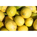 【ふるさと納税】熟成レモン（A品）1.2kg | 国産 檸檬 柑橘 フルーツ シトラス いんのしま 尾道 おすすめ