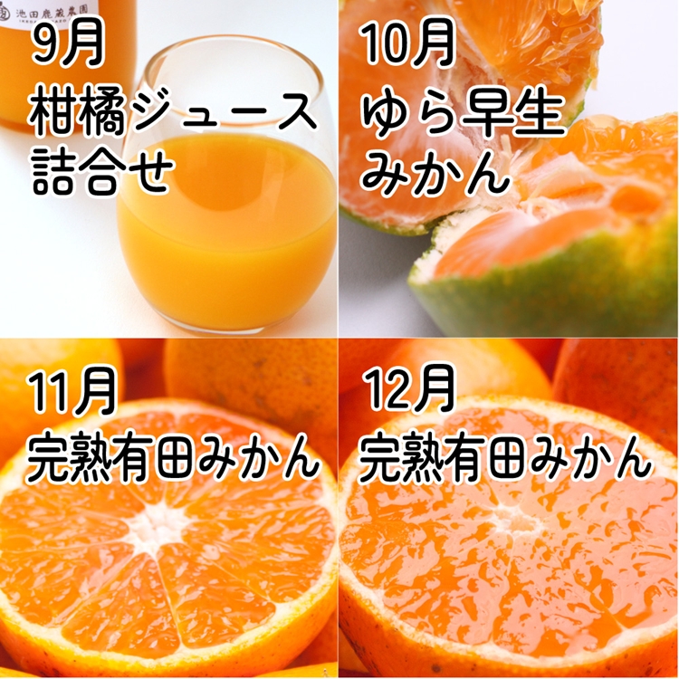 【定期便】家庭用 柑橘定期便 S 12回（毎月）※北海道・沖縄・離島への配送不可※毎月発送
