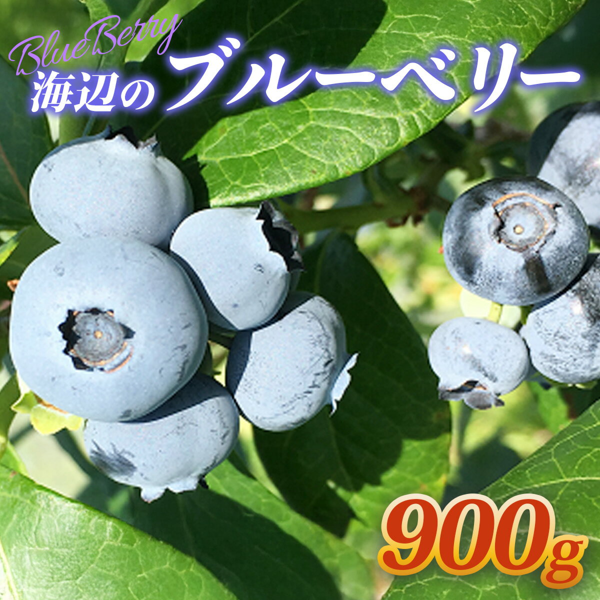 【ふるさと納税】【先行予約！限定 10箱・2026年6月中旬 順次発送】海辺の ブルーベリー900g | 静岡 伊豆 果物 フルーツ 健康
