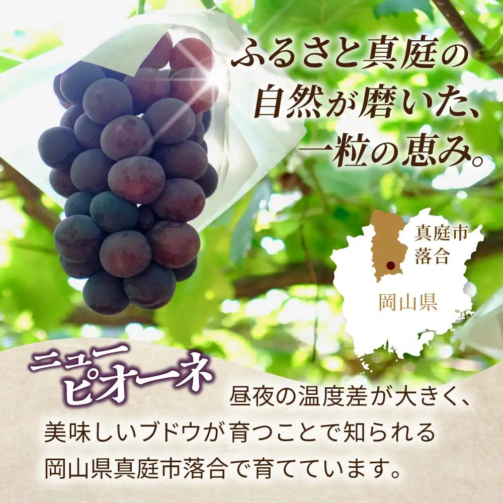 植木さんのニューピオーネ 〈粒パック詰め〉約2.4kg 200g×12パック 【beac010-01】