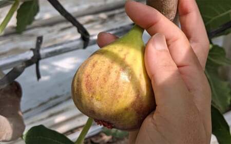じぃじの いちじく【とよみつひめ】約1.5kg【 2026年8月上旬～10月上旬発送予定 】 いちじく 果物 フルーツ