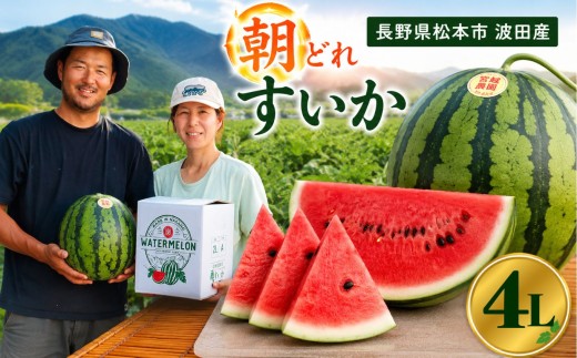松本市 波田産 大玉すいか 4L │ 信州 松本市 長野県 西瓜 すいか 果物 大玉 スイカ フルーツ くだもの 新鮮 果汁 ジューシー 大きい ふるーつ 発送
