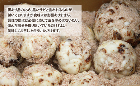 【2026年秋冬発送】甘くてホクホク！北海道富良野産 訳あり ゆり根【5kg】野菜 新鮮 直送
